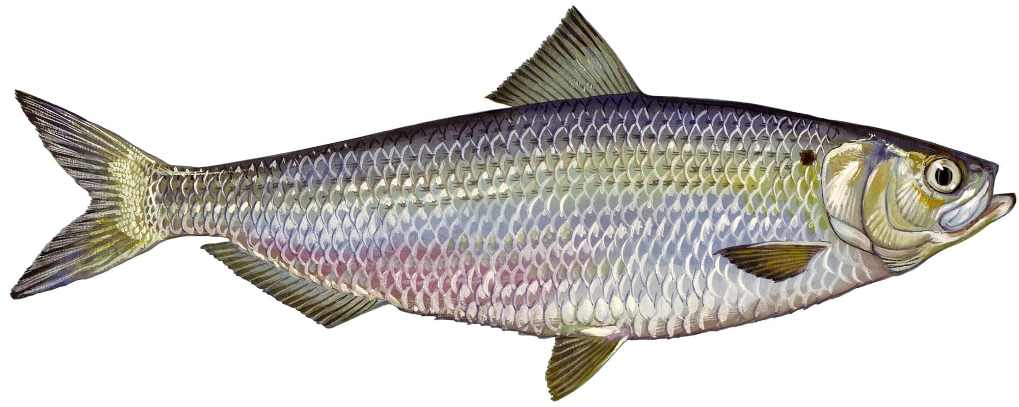 Blueback herring, a slender silvery river-herring species with a dark shoulder spot and blue-green back, illustrated in side profile