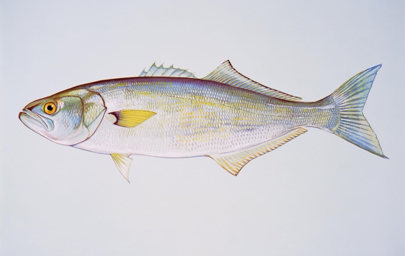 Bluefish, illustration by Duane Raver / USFWS