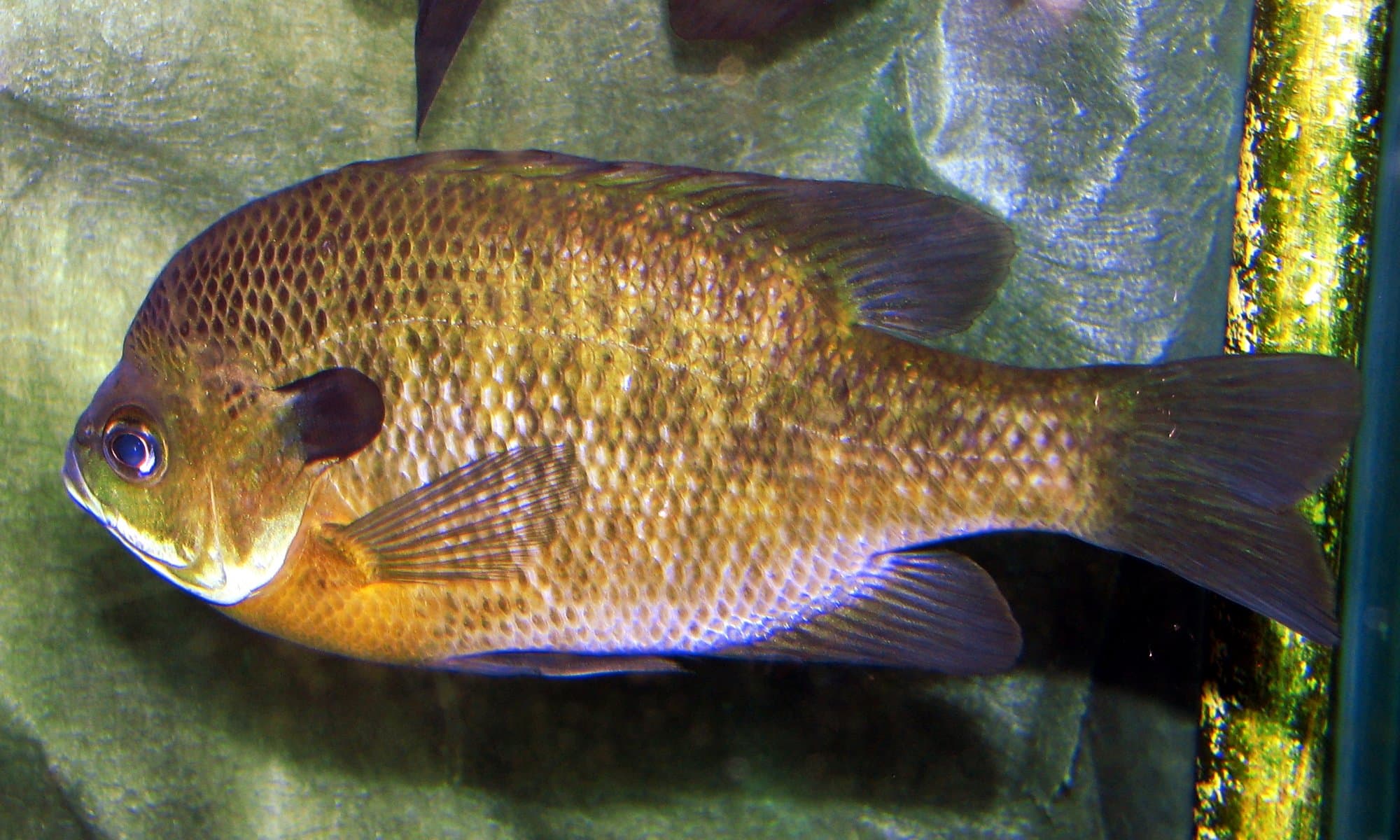 Close-up of a bluegill's head showing its solid black ear flap with no red or orange tip