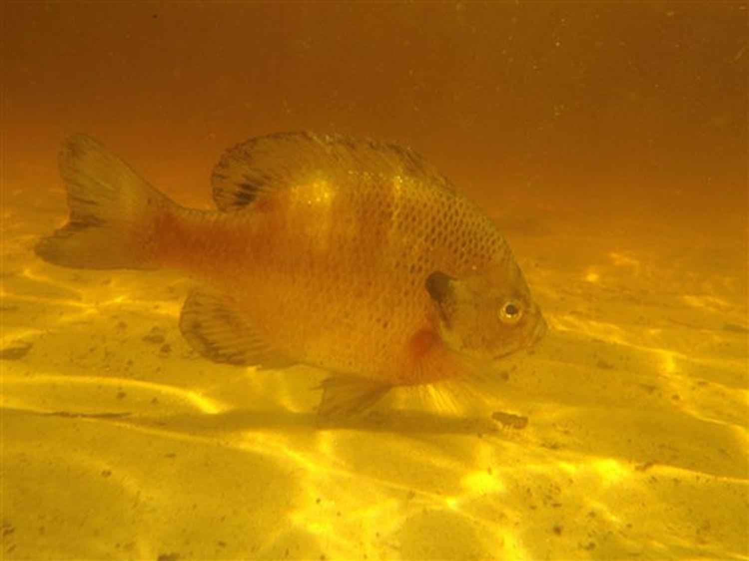 Bluegill photographed underwater in its natural freshwater habitat