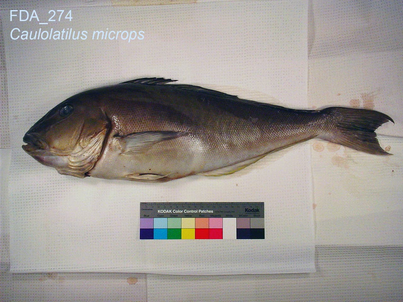 Blueline tilefish, photographed for the FDA's seafood identification reference library