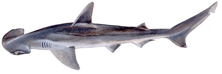 Bonnethead shark, illustration by Duane Raver / USFWS