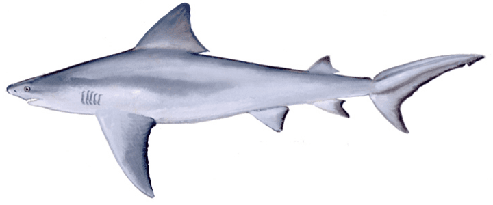 Bull shark, illustration by Duane Raver / USFWS