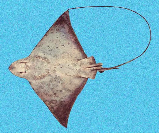 Bullnose ray specimen, underside view, showing its single smoothly rounded snout (not the deeply notched, two-lobed snout of a cownose ray) and long whip-like tail