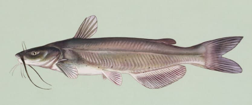 Channel catfish, illustration by Duane Raver / USFWS