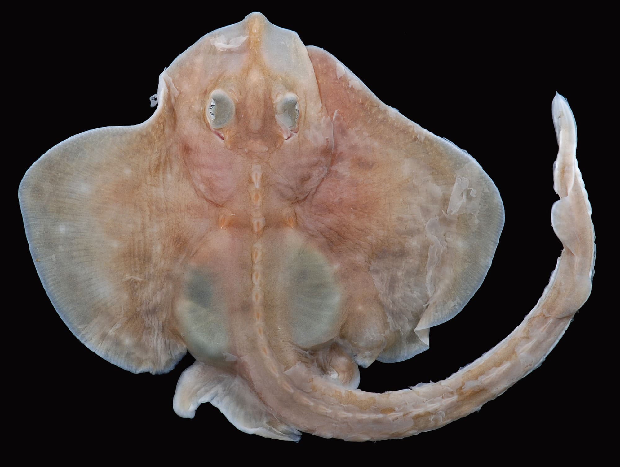 Newly hatched clearnose skate on a black background, showing the two translucent patches flanking the snout that give the species its common name