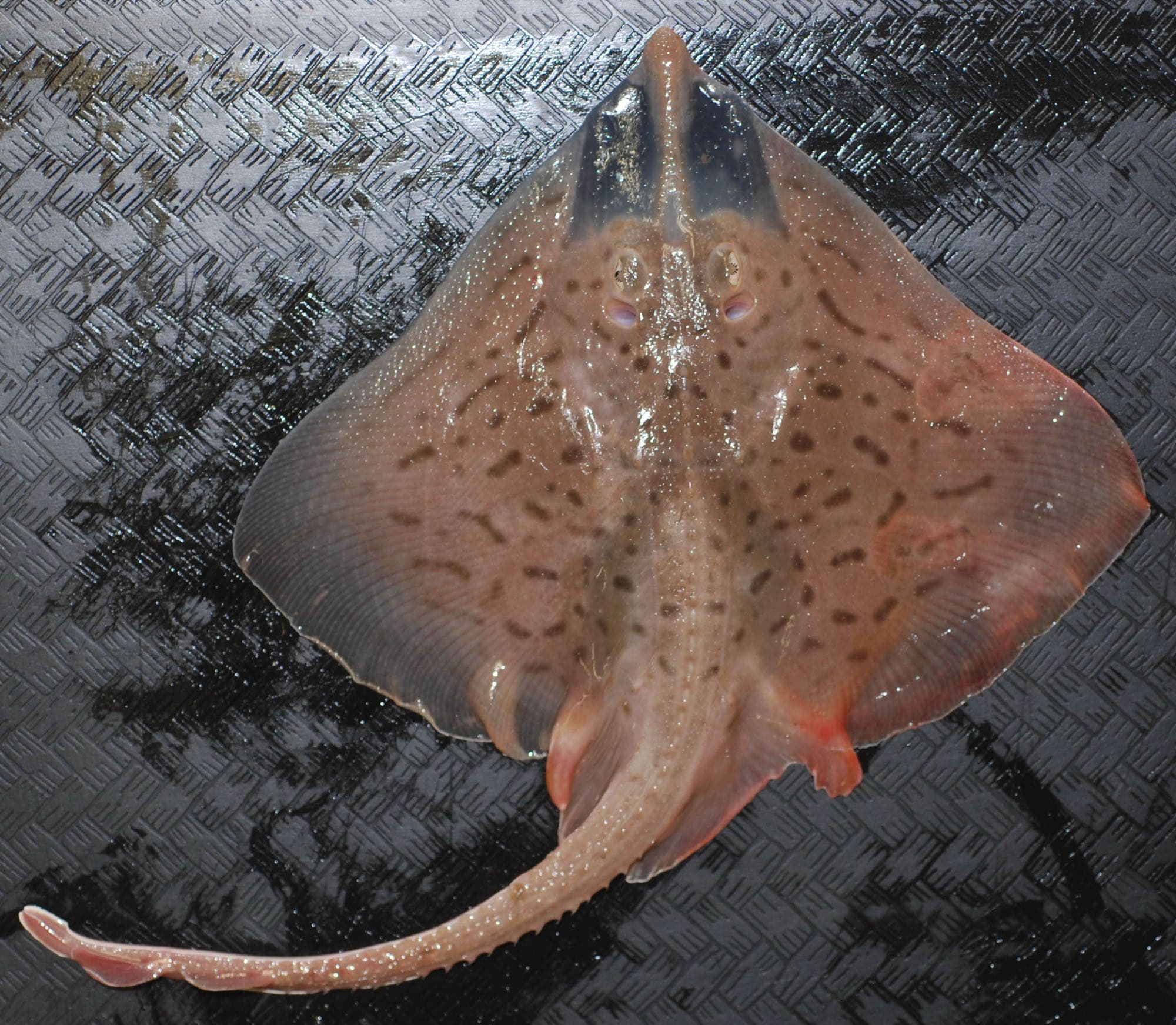 Clearnose skate specimen