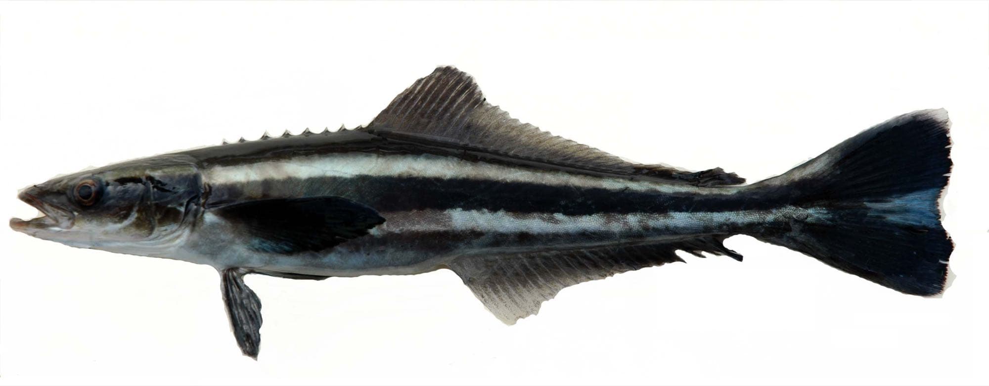 Cobia, photographed via the Smithsonian Tropical Research Institute