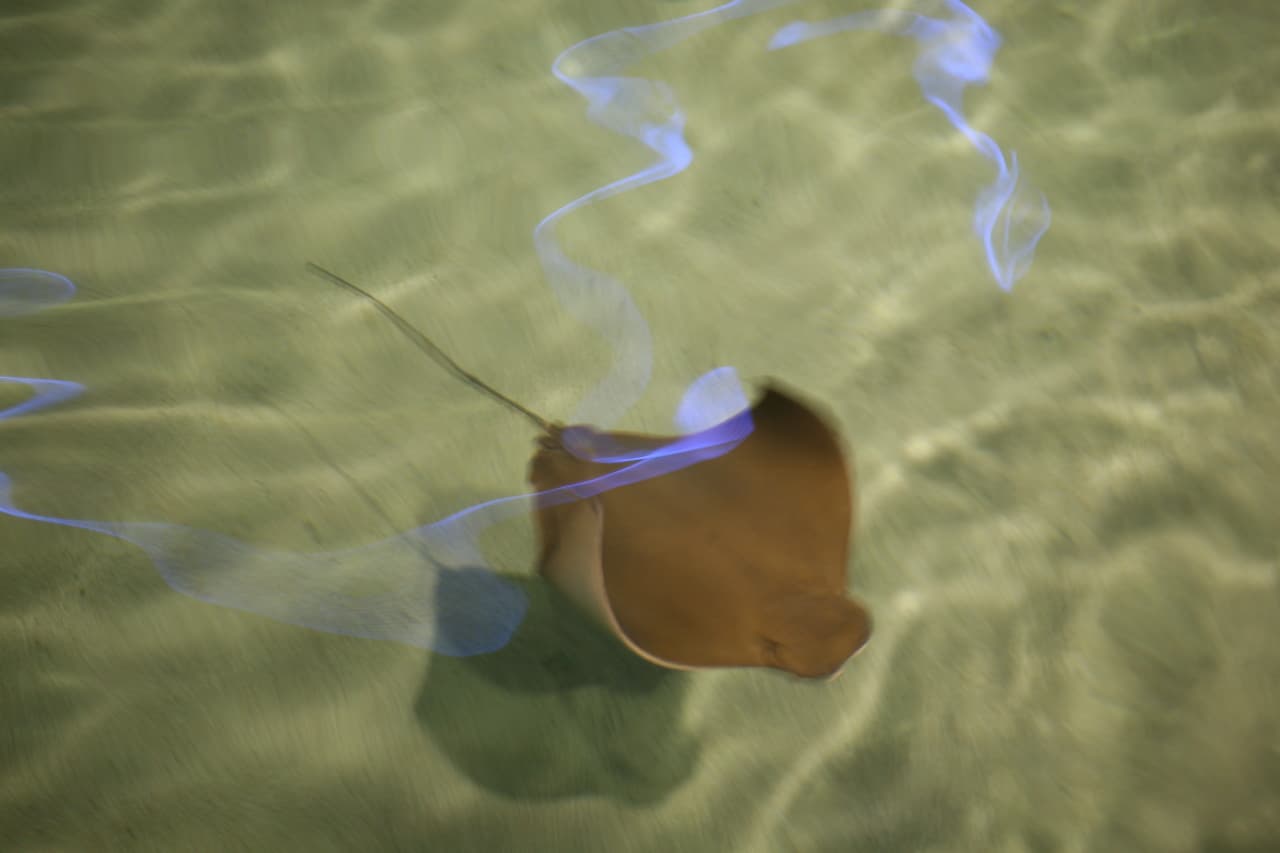 Cownose ray, National Aquarium, Baltimore