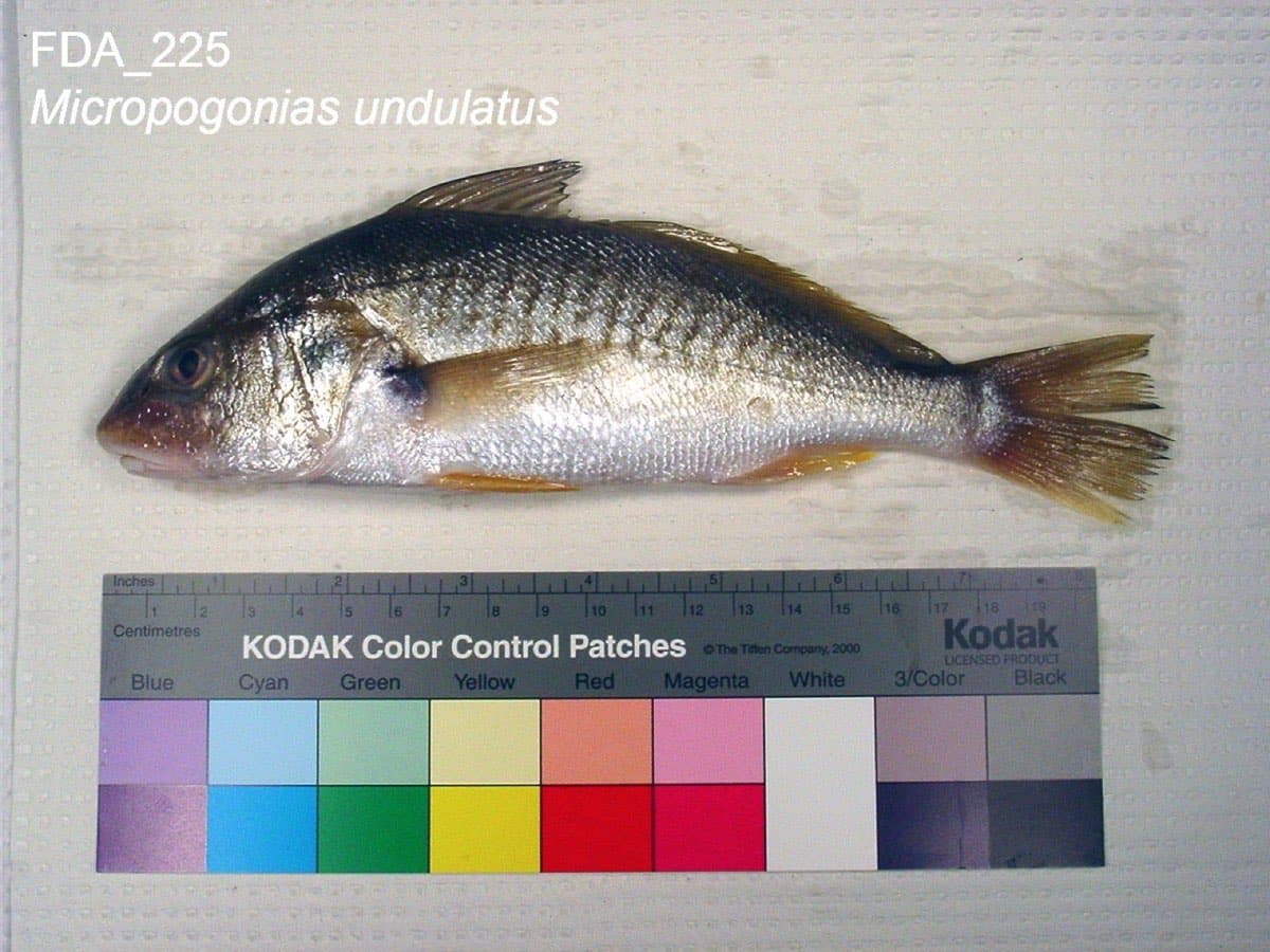 Atlantic croaker, from the U.S. Food and Drug Administration