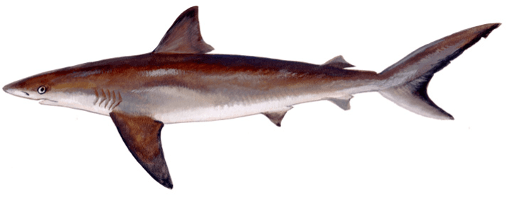 Dusky shark, illustration by Duane Raver / USFWS