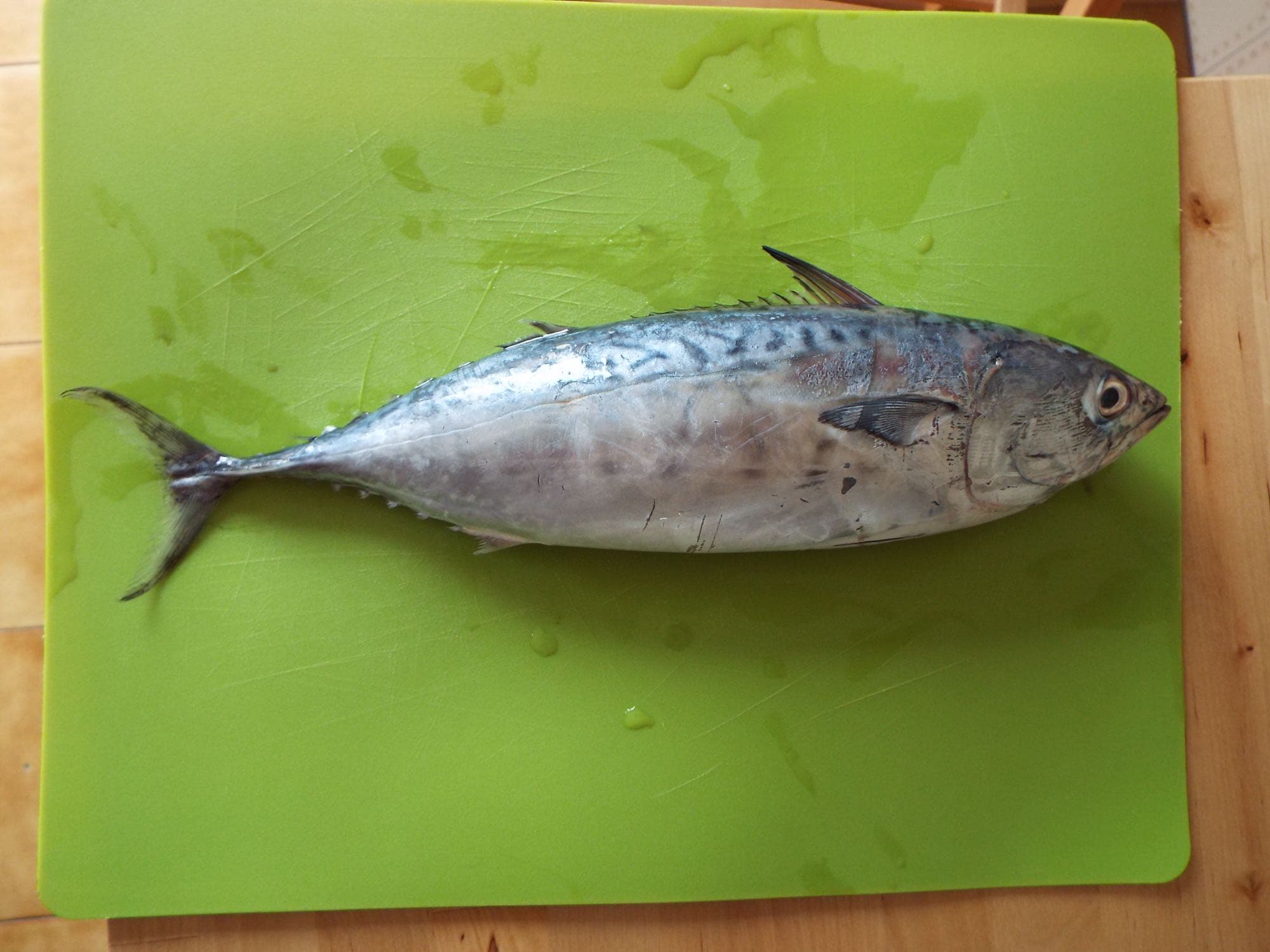 False albacore (little tunny) at a fish market