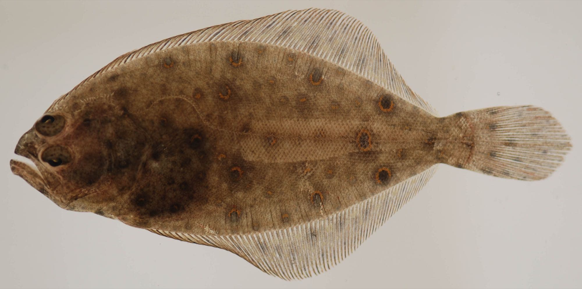 Summer flounder photographed by the Smithsonian