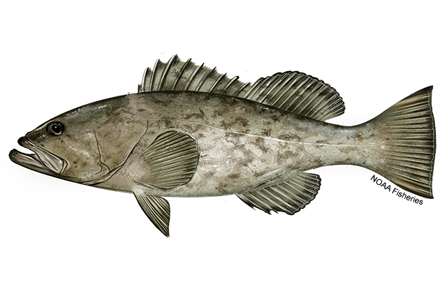 Gag grouper, illustration by Jack Hornady / NOAA Fisheries