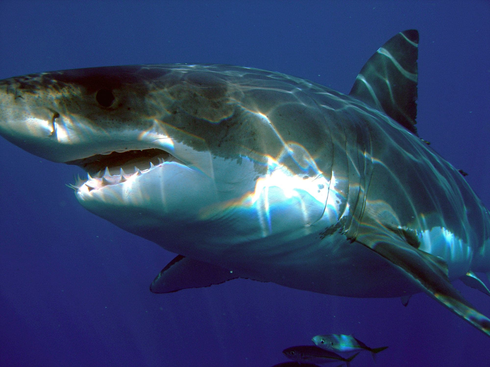 Great white shark, close side profile showing its conical teeth, black eye, and dark-gray-to-white countershading