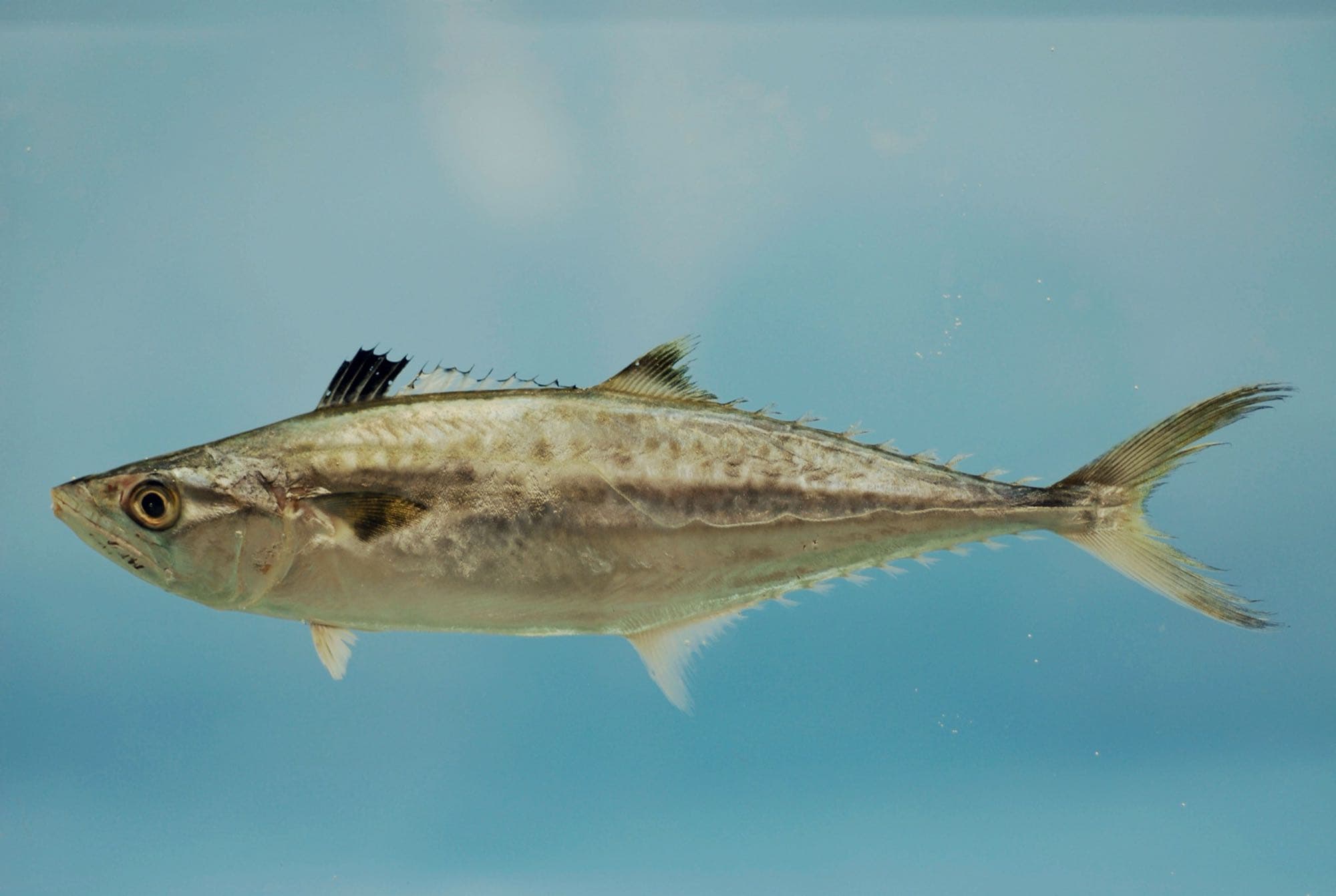 King mackerel photographed in the Gulf of Mexico