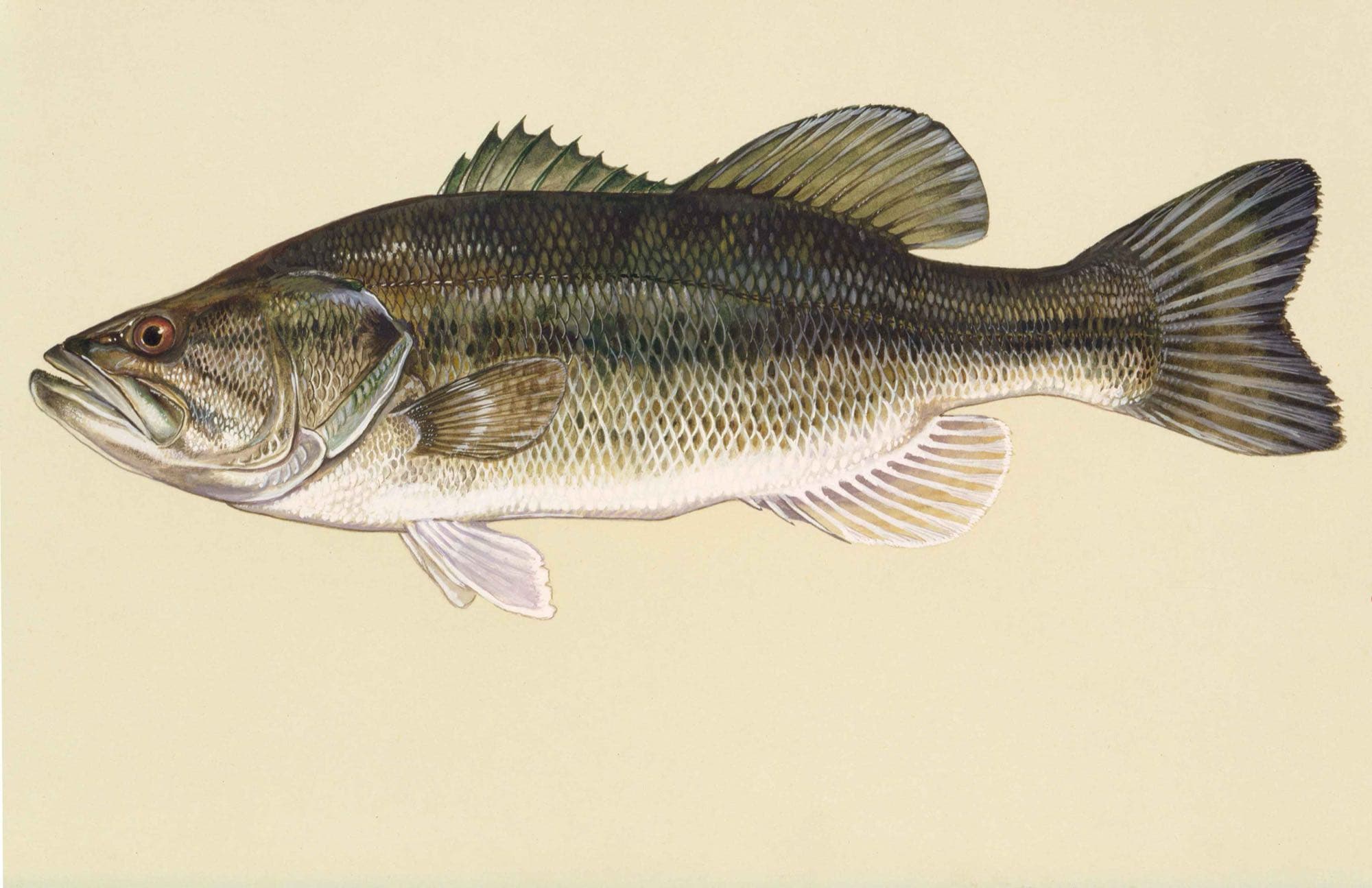 Largemouth bass, illustration by Duane Raver / USFWS