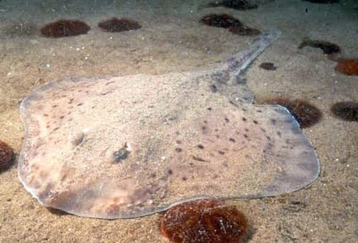 Little skate resting on sandy bottom, showing its rounded disc shape and small dark scattered spots