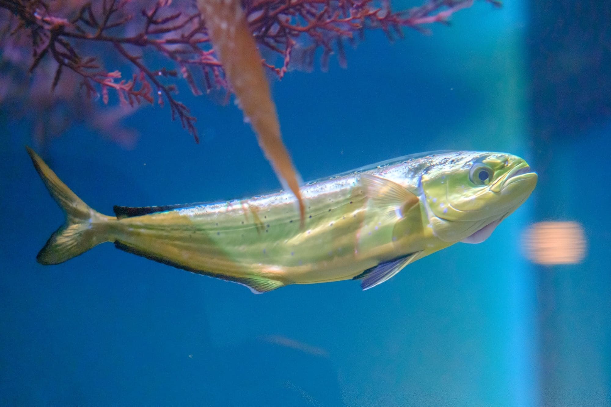 A young mahi-mahi in an aquarium research tank, showing its blunt head and green-gold coloring with a long dorsal fin running nearly the length of its body