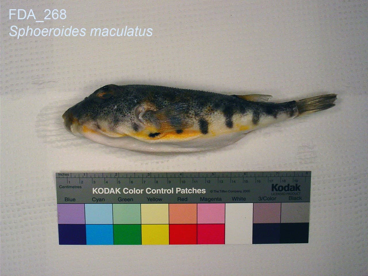 Northern puffer specimen photographed against a plain background with a size scale, showing its dark-spotted back and pale belly