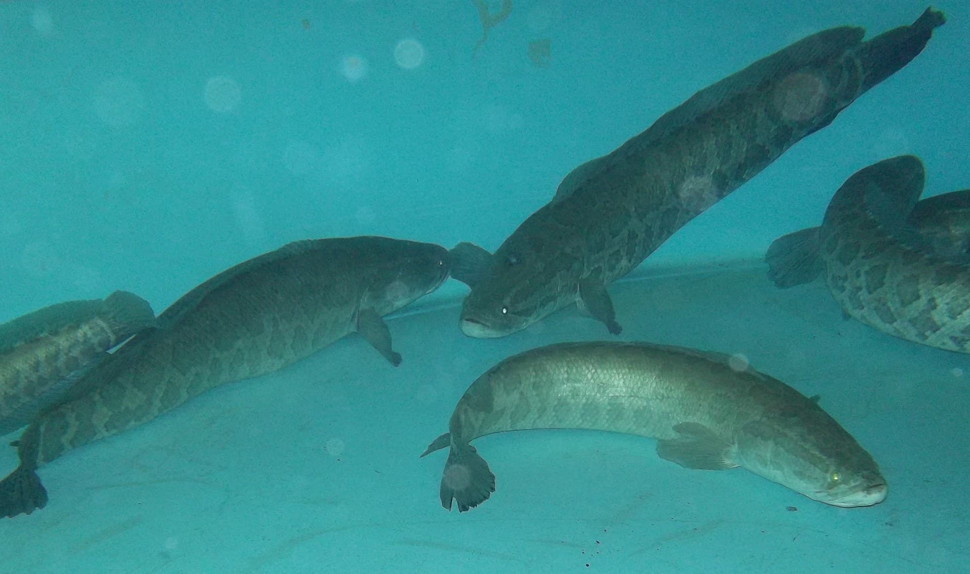 Several northern snakeheads in a holding tank, showing the long dorsal fin running nearly the full body length and mottled snake-like pattern