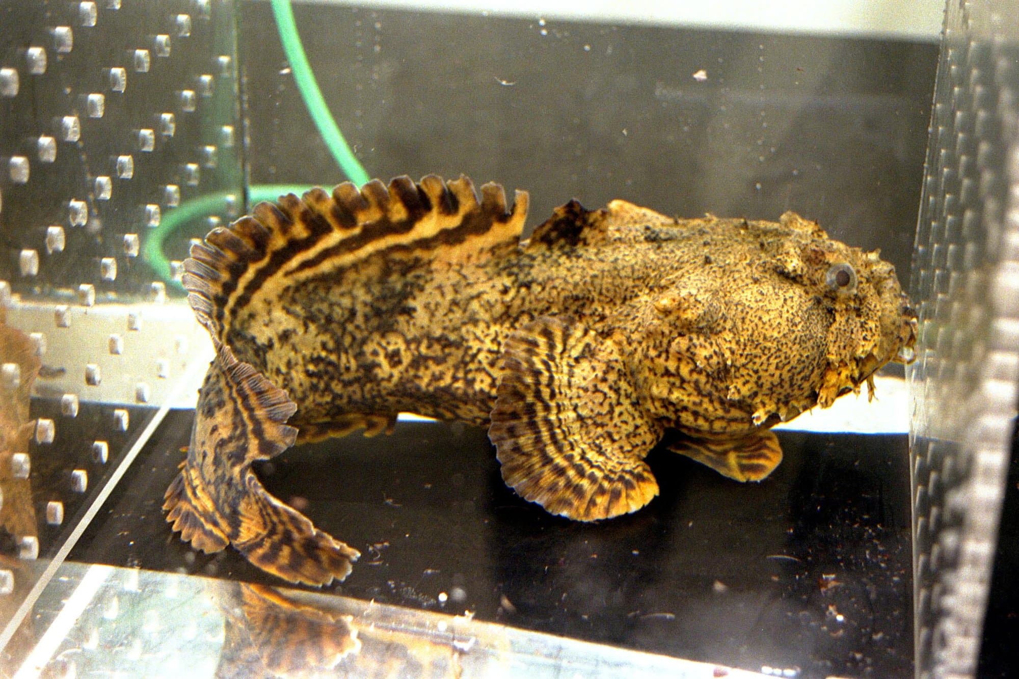 Oyster toadfish in a holding tank, showing its mottled camouflage pattern, wide head, and fringed pectoral/dorsal fins