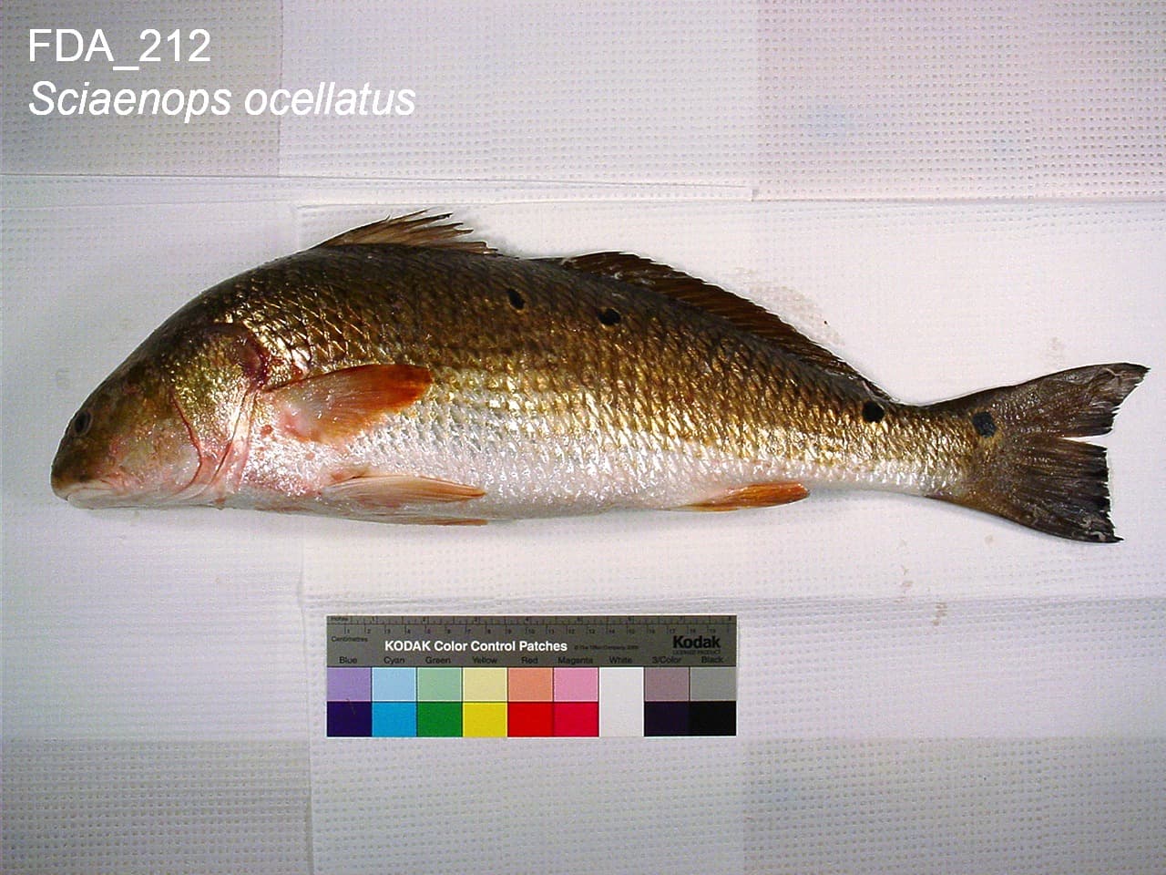 Red drum reference specimen with a ruler and color card, showing several black ocellated spots along the upper body near the tail base