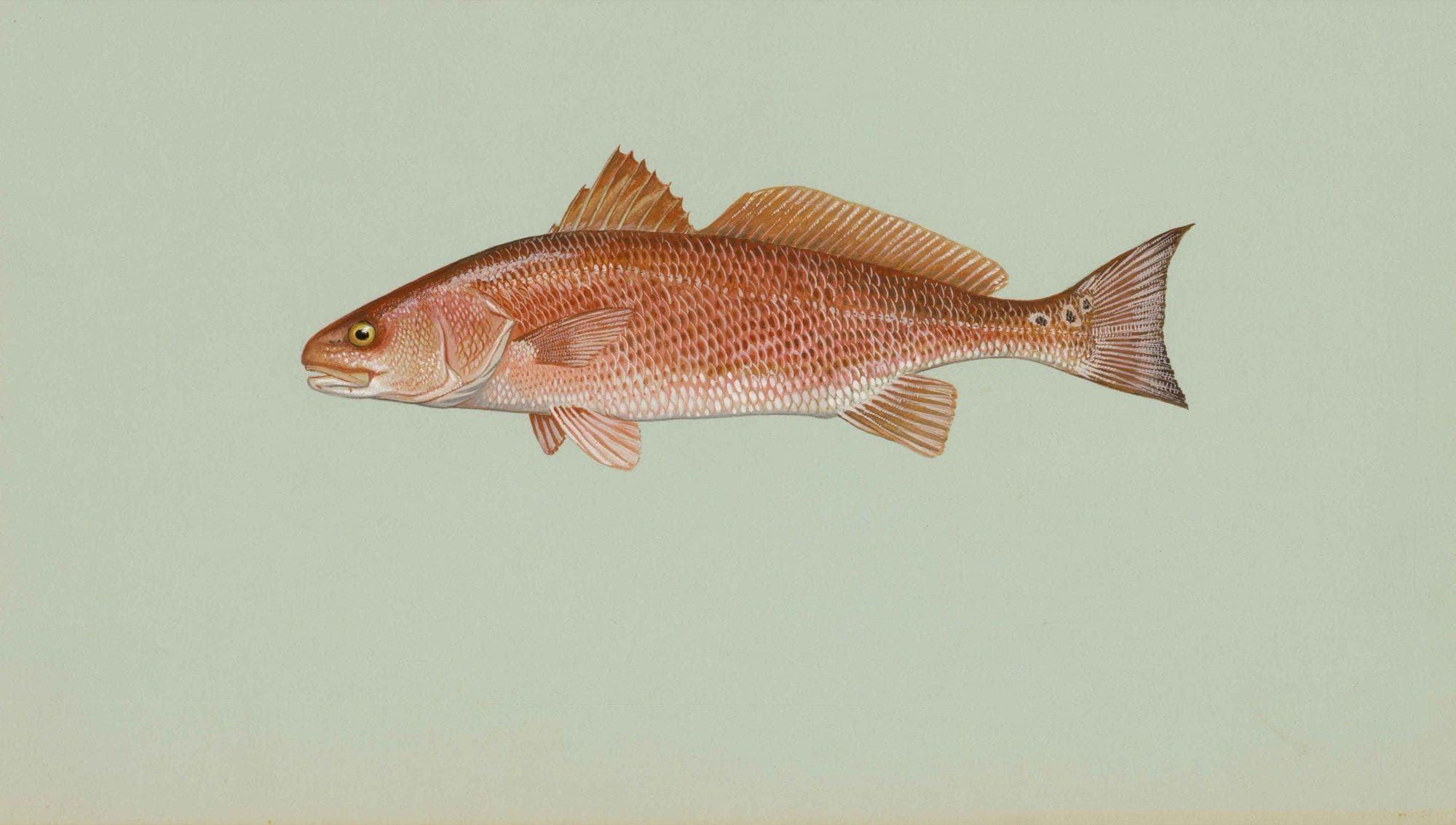 Red drum, illustration by Duane Raver / USFWS