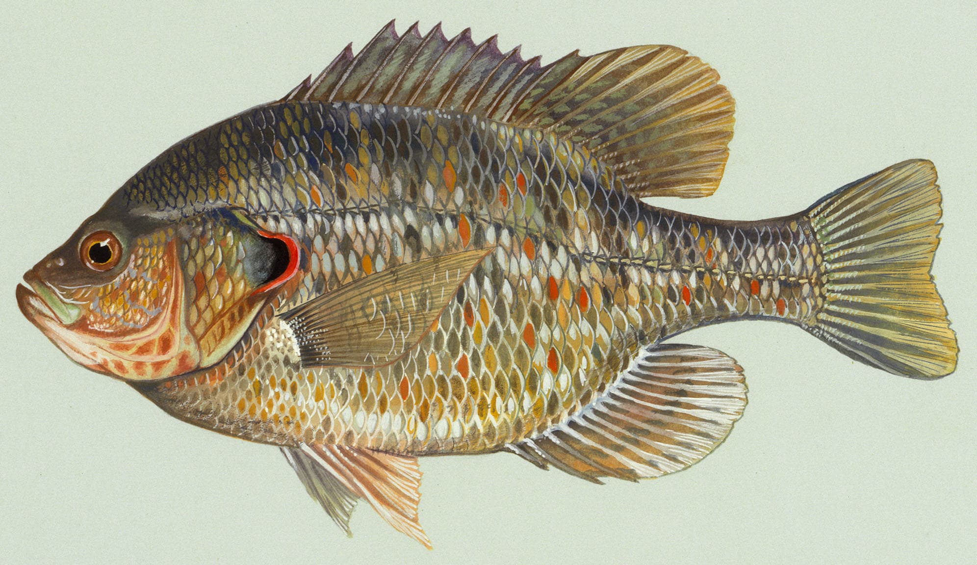 Redear sunfish, illustration by Duane Raver / USFWS