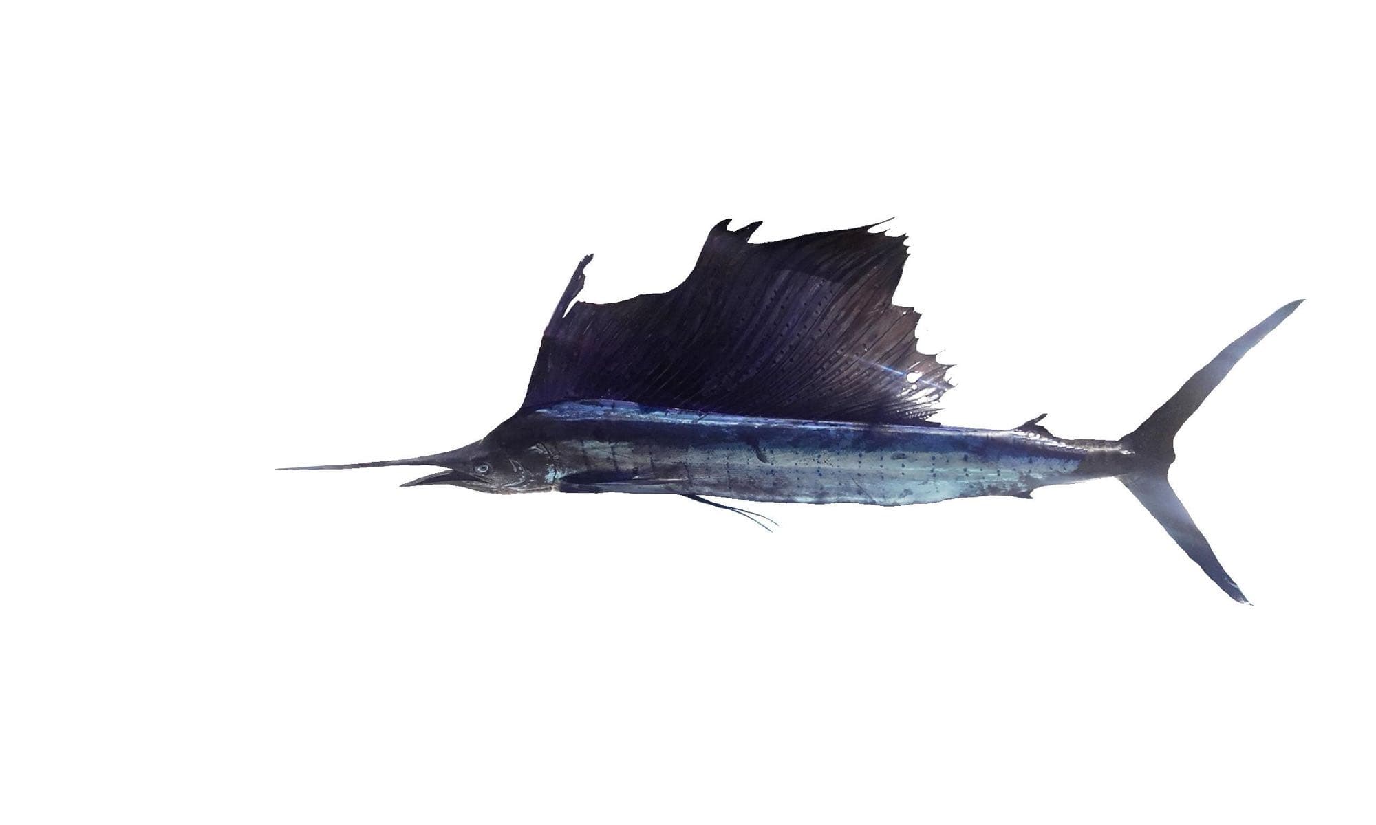 Sailfish specimen, side profile, showing the full raised sail (dorsal fin) and elongated bill