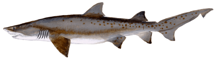 Sand tiger shark, illustration by Duane Raver / USFWS