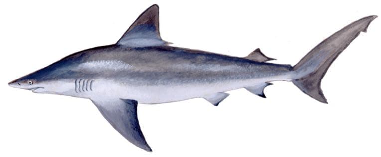 Sandbar shark, illustration by Duane Raver / USFWS