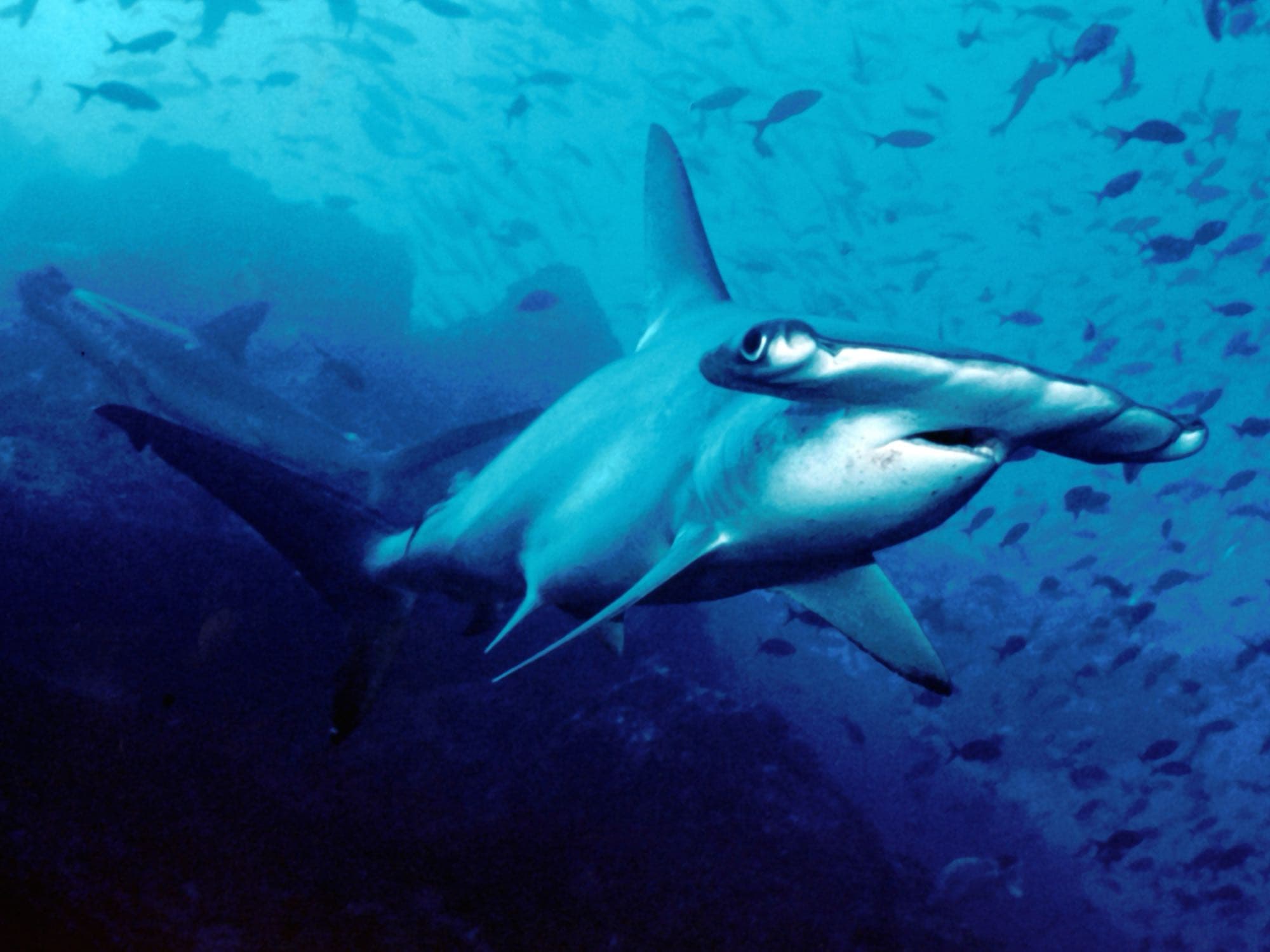 Scalloped hammerhead shark swimming, showing the scalloped (wavy, notched) leading edge of the hammer-shaped head
