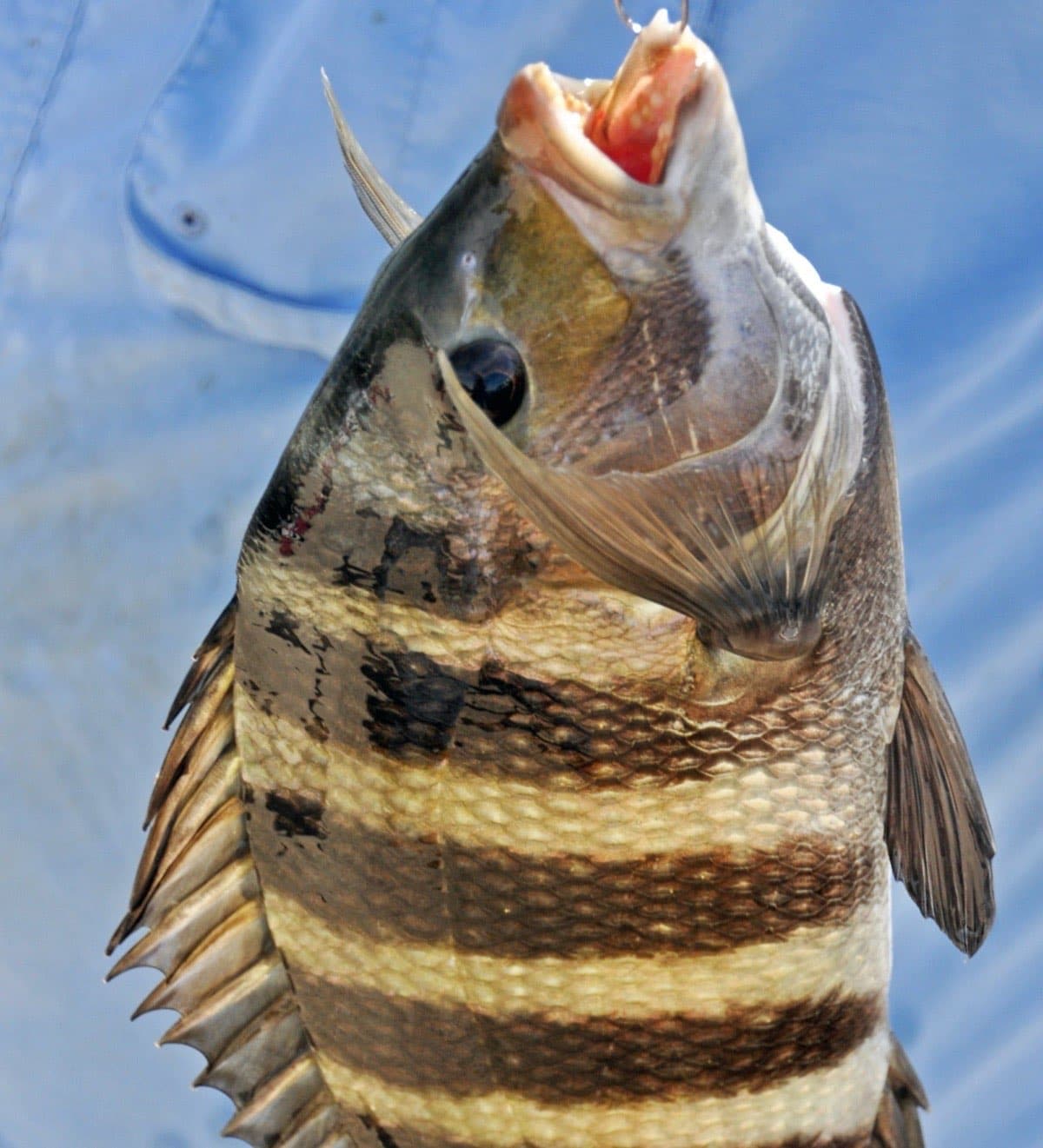 Sheepshead photographed at Sanibel Island, Florida, by James St. John