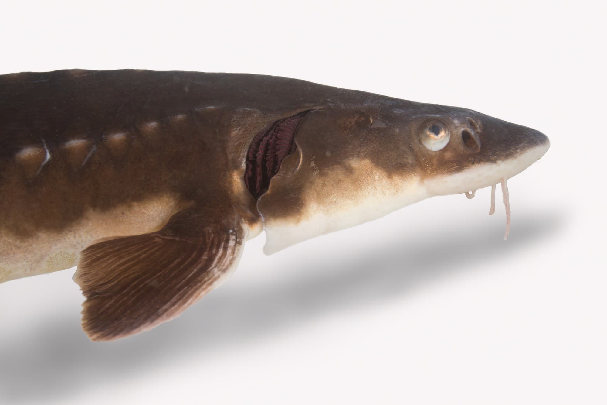 Close-up profile of a shortnose sturgeon, showing its blunt snout, barbels, and rows of bony scutes