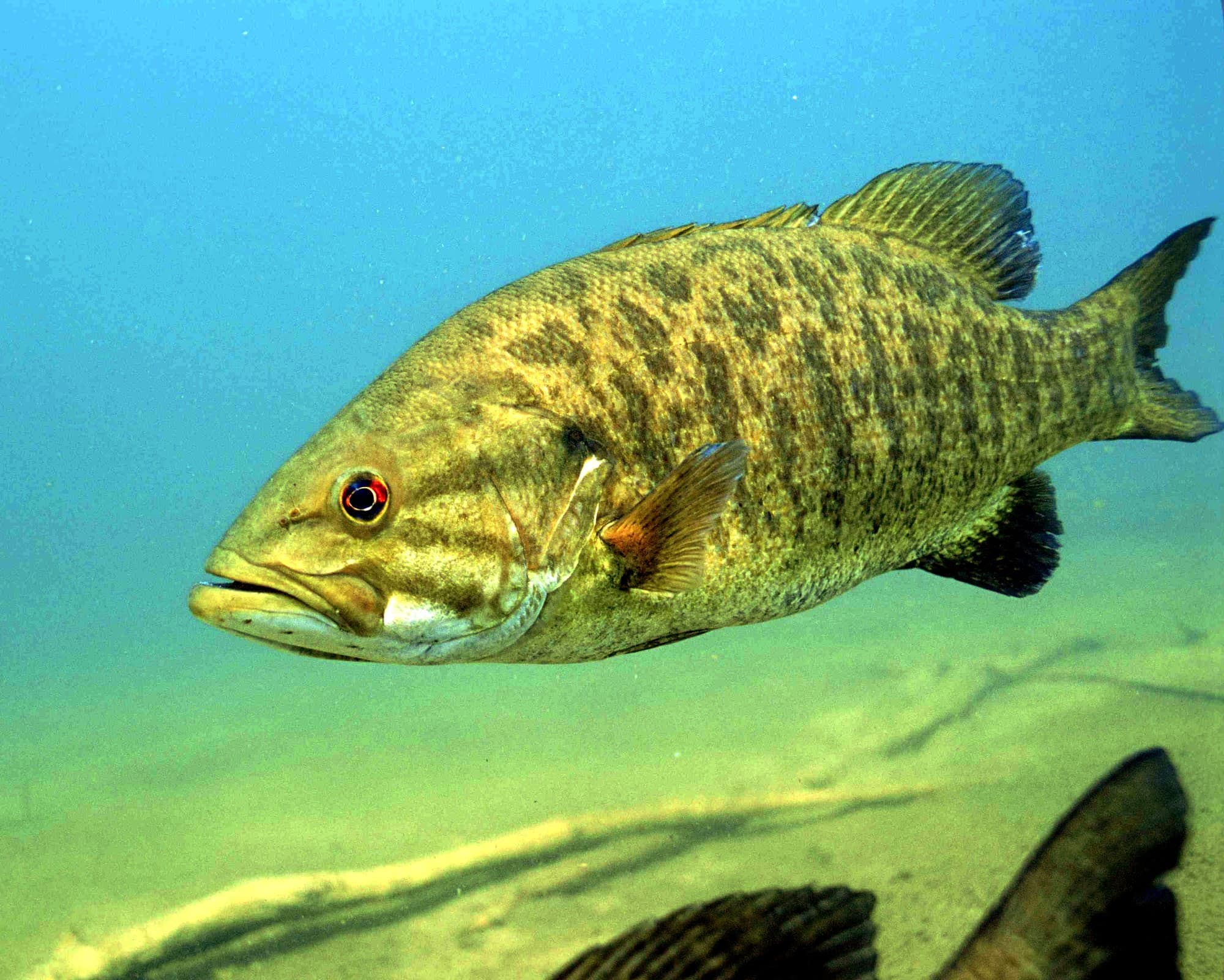 Smallmouth bass swimming underwater, showing its bronze-brown vertically barred sides and red eye
