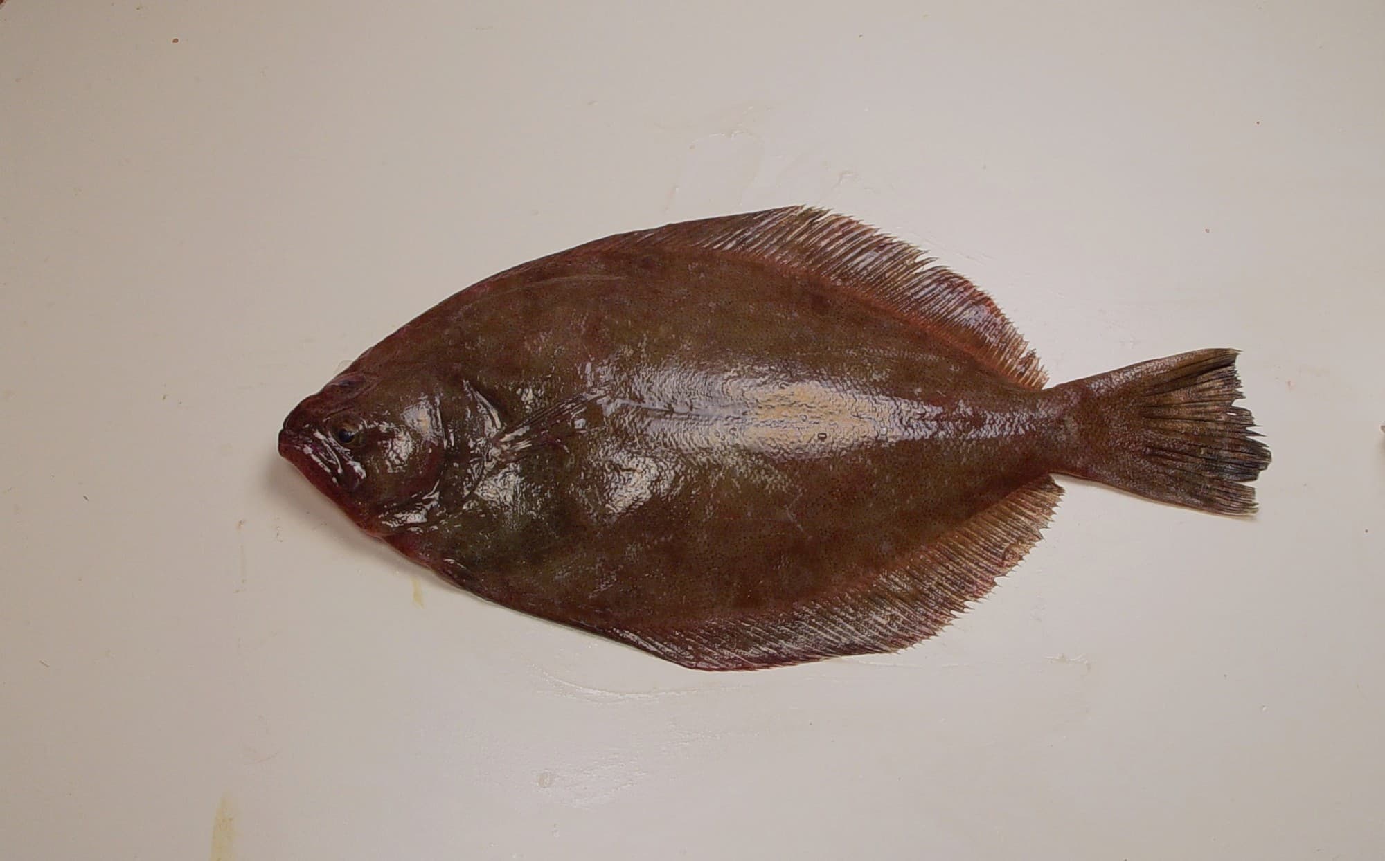Southern flounder, a left-eyed flatfish with a dark mottled brown upper side, photographed on a neutral background