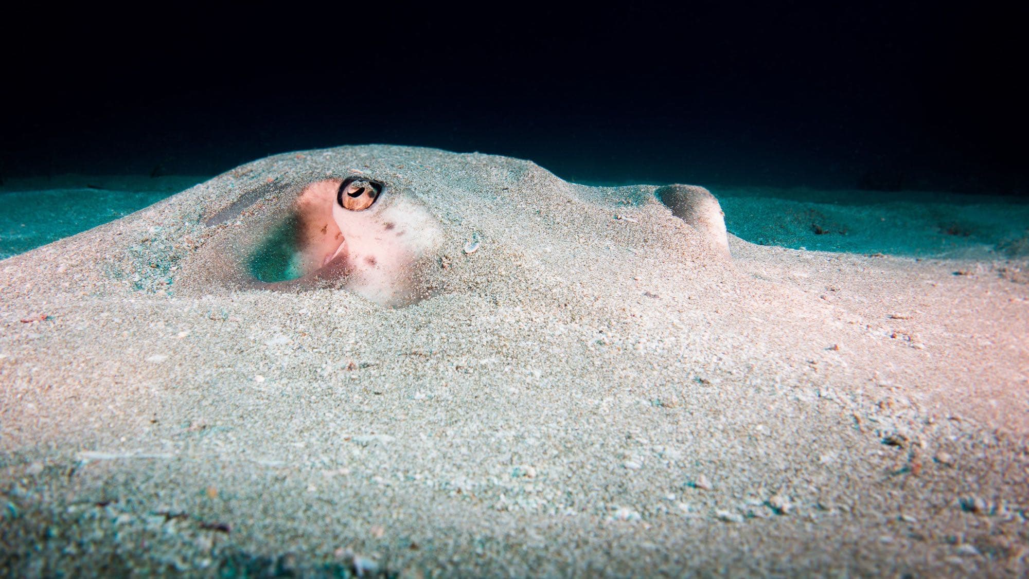 Southern stingray partially buried in sand on the seafloor