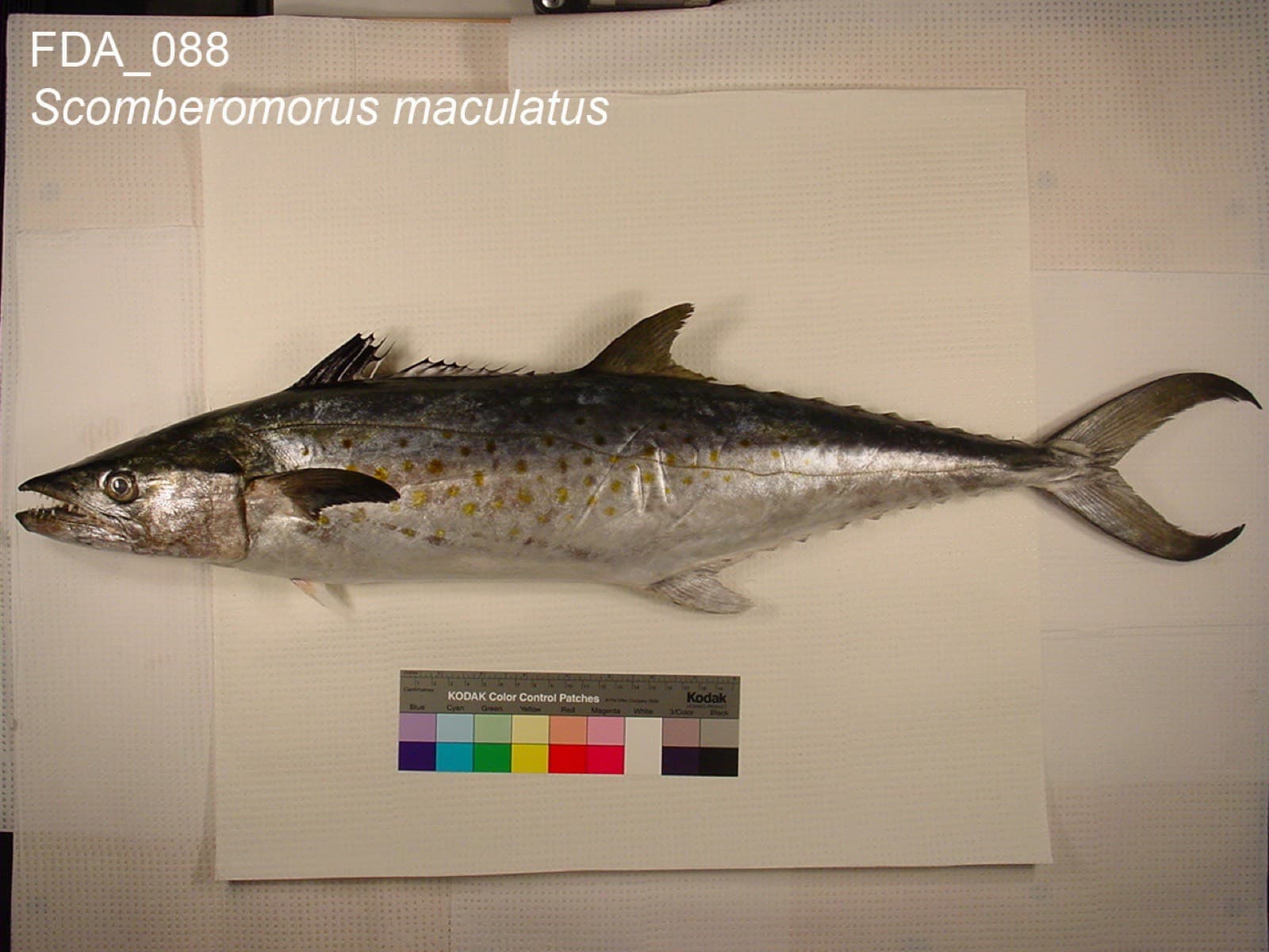 Atlantic Spanish mackerel, photographed by J. Deeds
