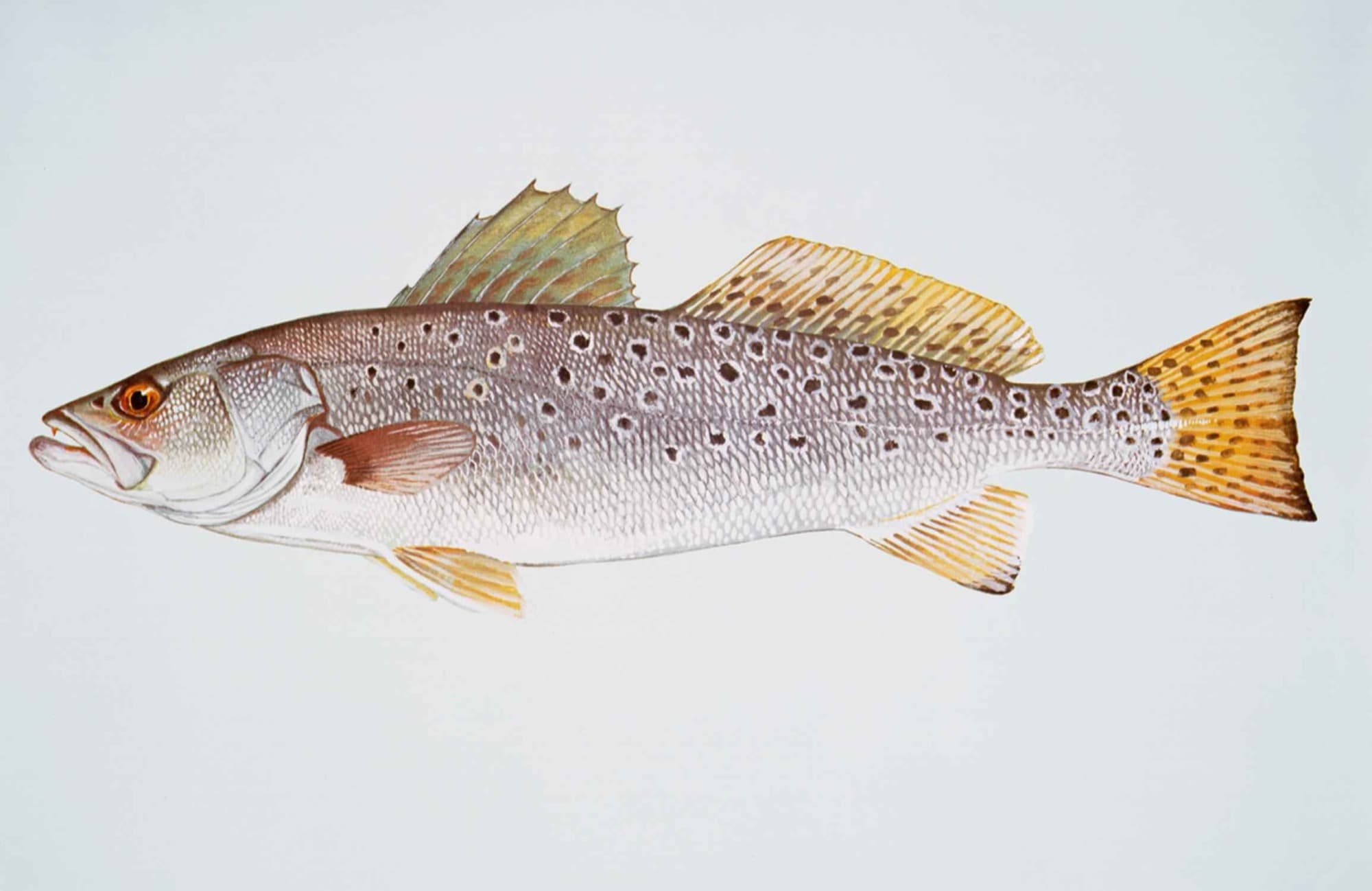 Spotted seatrout, illustration by Duane Raver / USFWS