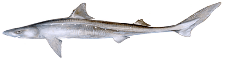 Spiny dogfish, illustration by Duane Raver / USFWS