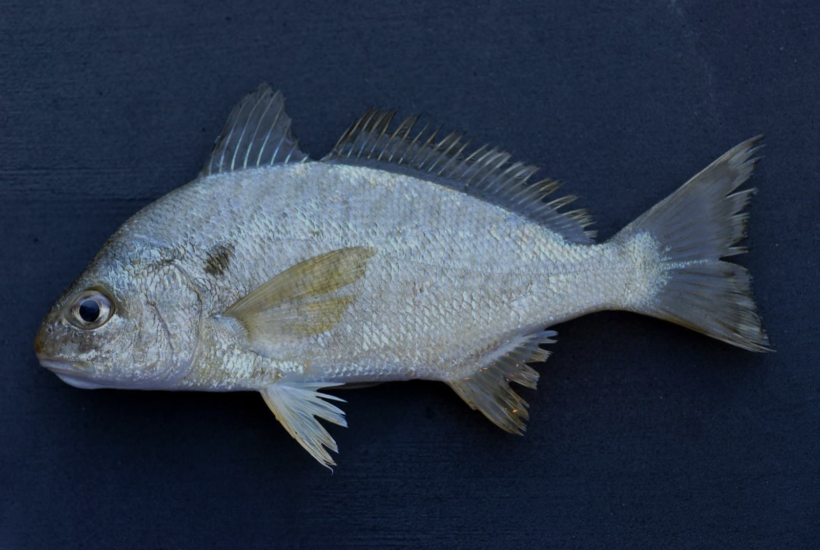 Spot, from the NOAA Fisheries Collection