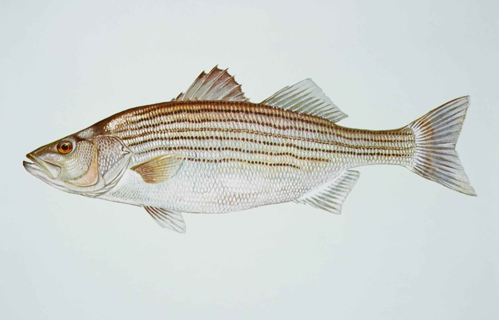 Striped bass, illustration by Duane Raver / USFWS