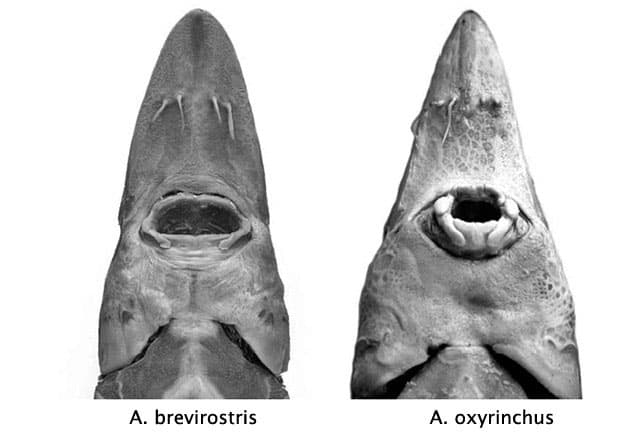 Head-on comparison of shortnose sturgeon (left) and Atlantic sturgeon (right) mouths, showing the Atlantic sturgeon's proportionally narrower mouth