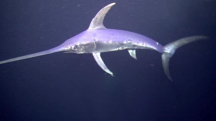 A swordfish swimming in deep, dark water, showing its long flat bill and tall dorsal fin