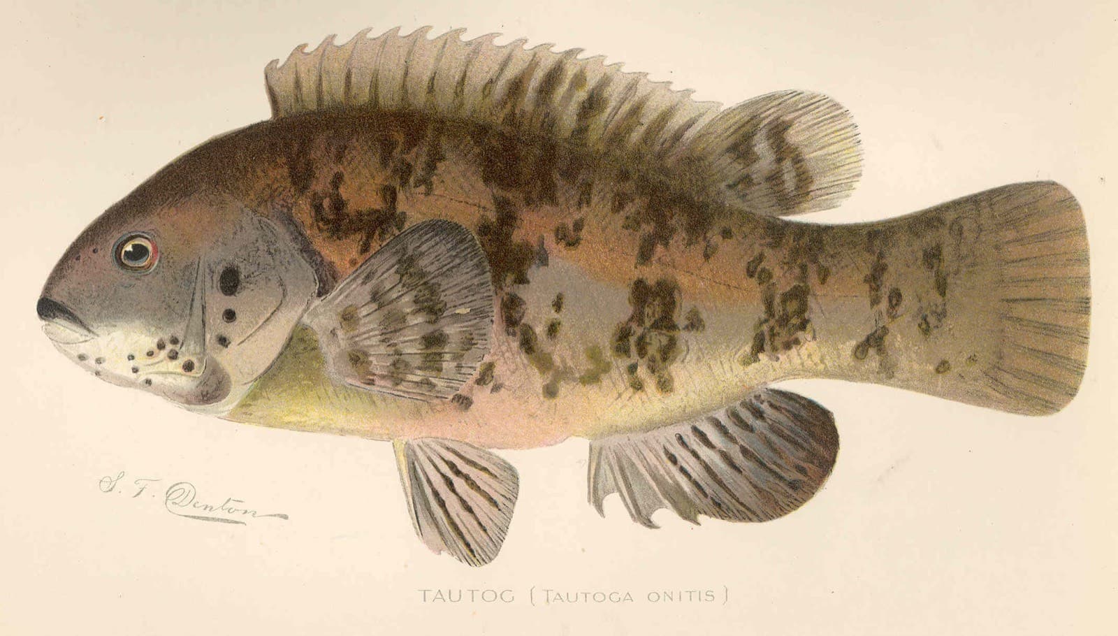 Tautog, 1901 illustrated plate (NY Forest, Fish & Game Commission)