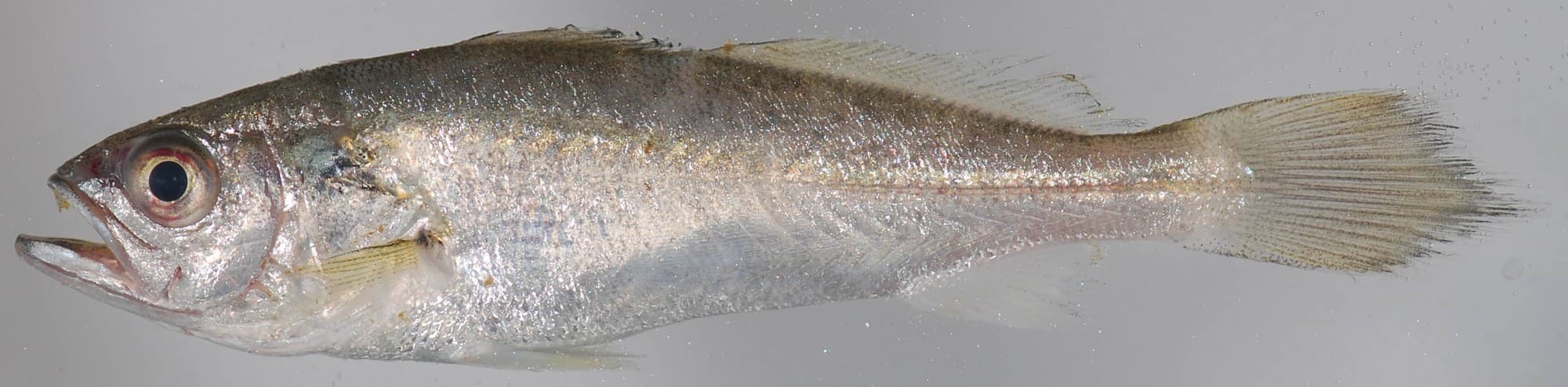 Weakfish research specimen photographed in profile against a plain background, showing body shape, large eye, and fin placement