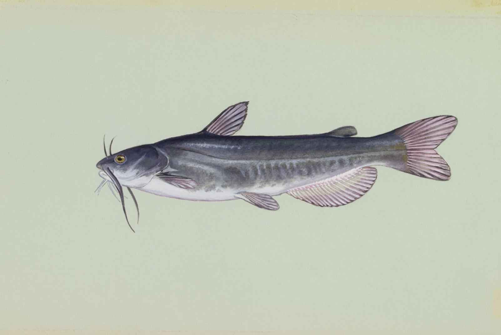 White catfish, illustration by Duane Raver / USFWS