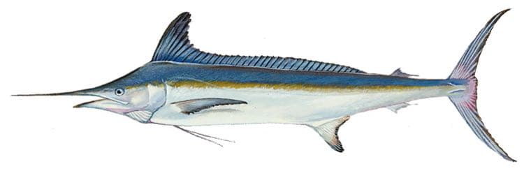 White marlin, illustration by Duane Raver / USFWS