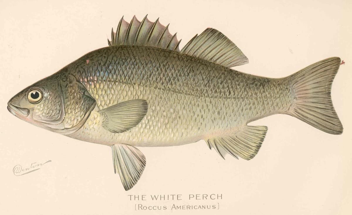 White perch, 1900 illustrated plate (NY Forest, Fish & Game Commission)